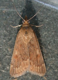 Garden Webworm